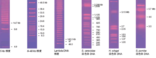 美国伯乐BIO-RAD脉冲场电泳标准品 冷冻研磨仪; 青岛科诺达仪器有限公司