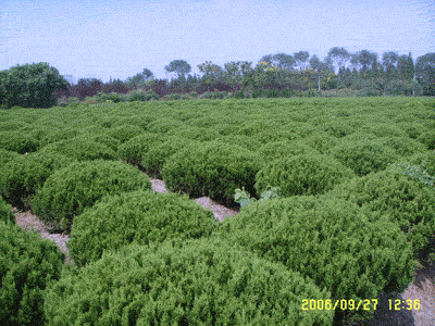 龙柏 青岛园林;青岛苗木;青岛乔木;青岛苗圃;青岛绿化;园林绿化; 青岛三龙园林绿化有限公司