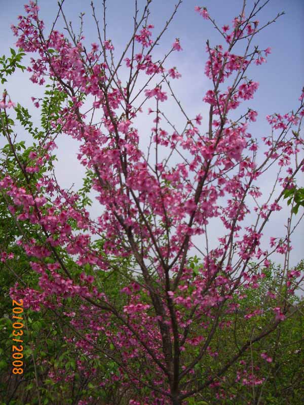 樱花 青岛园林;青岛苗木;青岛乔木;青岛苗圃;青岛绿化;园林绿化; 青岛三龙园林绿化有限公司