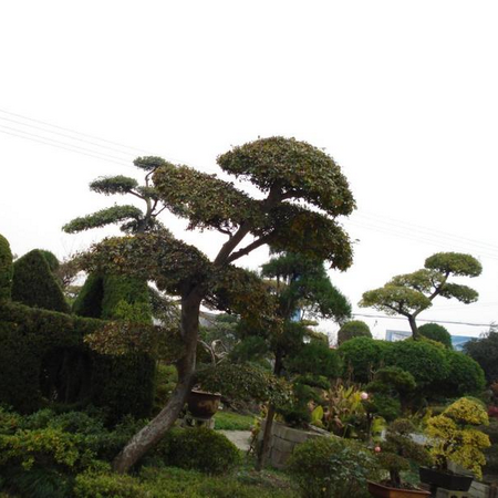 园林绿化 山东园林绿化;山东苗木种植;青岛园林绿化;青岛苗木种植; 山东园林绿化|山东苗木种植|青岛建美环境工程有限公司