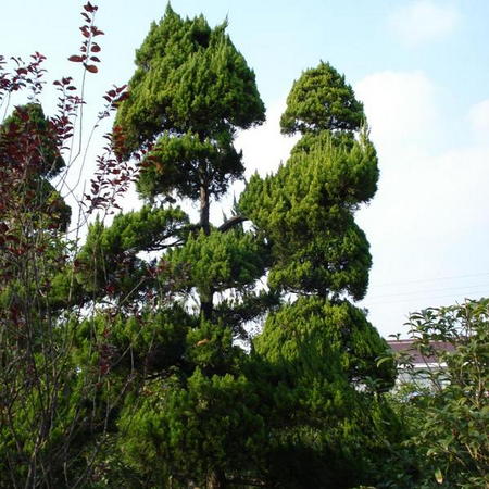 园林绿化 山东园林绿化;山东苗木种植;青岛园林绿化;青岛苗木种植; 山东园林绿化|山东苗木种植|青岛建美环境工程有限公司